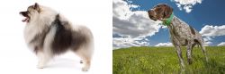 Keeshond vs Braque Francais (Pyrenean Type) - Breed Comparison