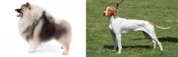 Keeshond vs Braque Saint-Germain - Breed Comparison