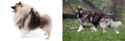 Keeshond vs Carpatin - Breed Comparison