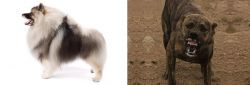 Keeshond vs Dogo Sardesco - Breed Comparison