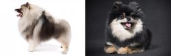 Keeshond vs German Spitz (Klein) - Breed Comparison