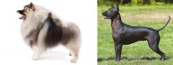 Keeshond vs Hairless Khala - Breed Comparison