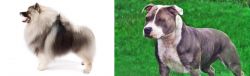Keeshond vs Irish Staffordshire Bull Terrier - Breed Comparison