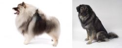 Keeshond vs Istrian Sheepdog - Breed Comparison