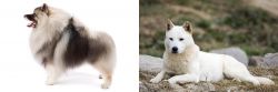 Keeshond vs Jindo - Breed Comparison