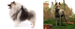 Keeshond vs Jonangi - Breed Comparison