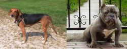 Kerry Beagle vs American Bully - Breed Comparison