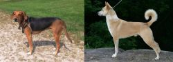 Kerry Beagle vs Canaan Dog - Breed Comparison