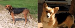 Kerry Beagle vs Dorgi - Breed Comparison