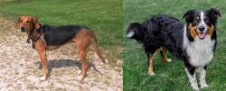 Kerry Beagle vs English Shepherd - Breed Comparison