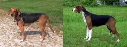 Kerry Beagle vs Finnish Hound - Breed Comparison