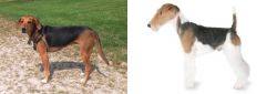 Kerry Beagle vs Fox Terrier - Breed Comparison