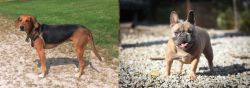 Kerry Beagle vs French Bulldog - Breed Comparison