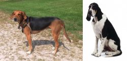 Kerry Beagle vs Grand Anglo-Francais Blanc et Noir - Breed Comparison