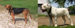 Kerry Beagle vs Hermes Bulldogge - Breed Comparison