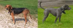 Kerry Beagle vs Irish Bull Terrier - Breed Comparison