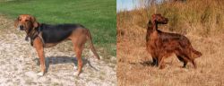 Kerry Beagle vs Irish Setter - Breed Comparison