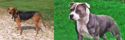 Kerry Beagle vs Irish Staffordshire Bull Terrier - Breed Comparison