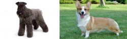 Kerry Blue Terrier vs Cardigan Welsh Corgi - Breed Comparison