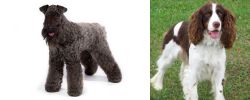Kerry Blue Terrier vs English Springer Spaniel - Breed Comparison
