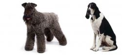 Kerry Blue Terrier vs Grand Anglo-Francais Blanc et Noir - Breed Comparison
