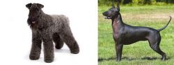 Kerry Blue Terrier vs Hairless Khala - Breed Comparison