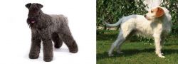 Kerry Blue Terrier vs Istarski Ostrodlaki Gonic - Breed Comparison