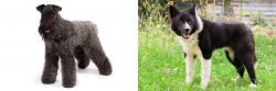 Kerry Blue Terrier vs Karelian Bear Dog - Breed Comparison