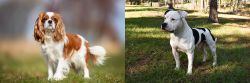 King Charles Spaniel vs American Bulldog - Breed Comparison