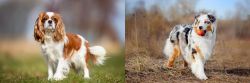 King Charles Spaniel vs Australian Shepherd - Breed Comparison