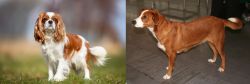 King Charles Spaniel vs Austrian Pinscher - Breed Comparison