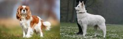 King Charles Spaniel vs Berger Blanc Suisse - Breed Comparison