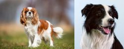 King Charles Spaniel vs Border Collie - Breed Comparison