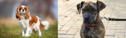 King Charles Spaniel vs Catahoula Bulldog - Breed Comparison