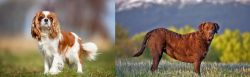 King Charles Spaniel vs Chesapeake Bay Retriever - Breed Comparison