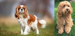 King Charles Spaniel vs Cockapoo - Breed Comparison