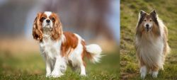 King Charles Spaniel vs Collie - Breed Comparison