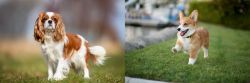 King Charles Spaniel vs Corgi - Breed Comparison