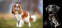 King Charles Spaniel vs Dalmador - Breed Comparison