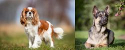 King Charles Spaniel vs East European Shepherd - Breed Comparison