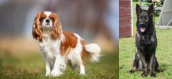 King Charles Spaniel vs East German Shepherd - Breed Comparison