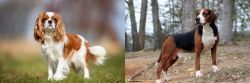 King Charles Spaniel vs Hamiltonstovare - Breed Comparison