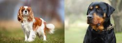 King Charles Spaniel vs Rottweiler - Breed Comparison