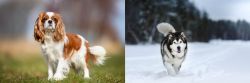 King Charles Spaniel vs Siberian Husky - Breed Comparison