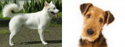 Kintamani vs Airedale Terrier - Breed Comparison