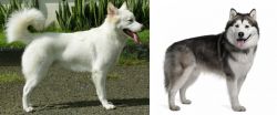 Kintamani vs Alaskan Malamute - Breed Comparison