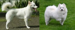 Kintamani vs American Eskimo Dog - Breed Comparison