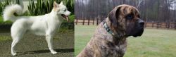 Kintamani vs American Mastiff - Breed Comparison