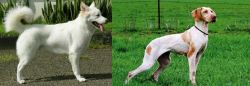 Kintamani vs Ariege Pointer - Breed Comparison