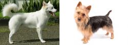 Kintamani vs Australian Terrier - Breed Comparison